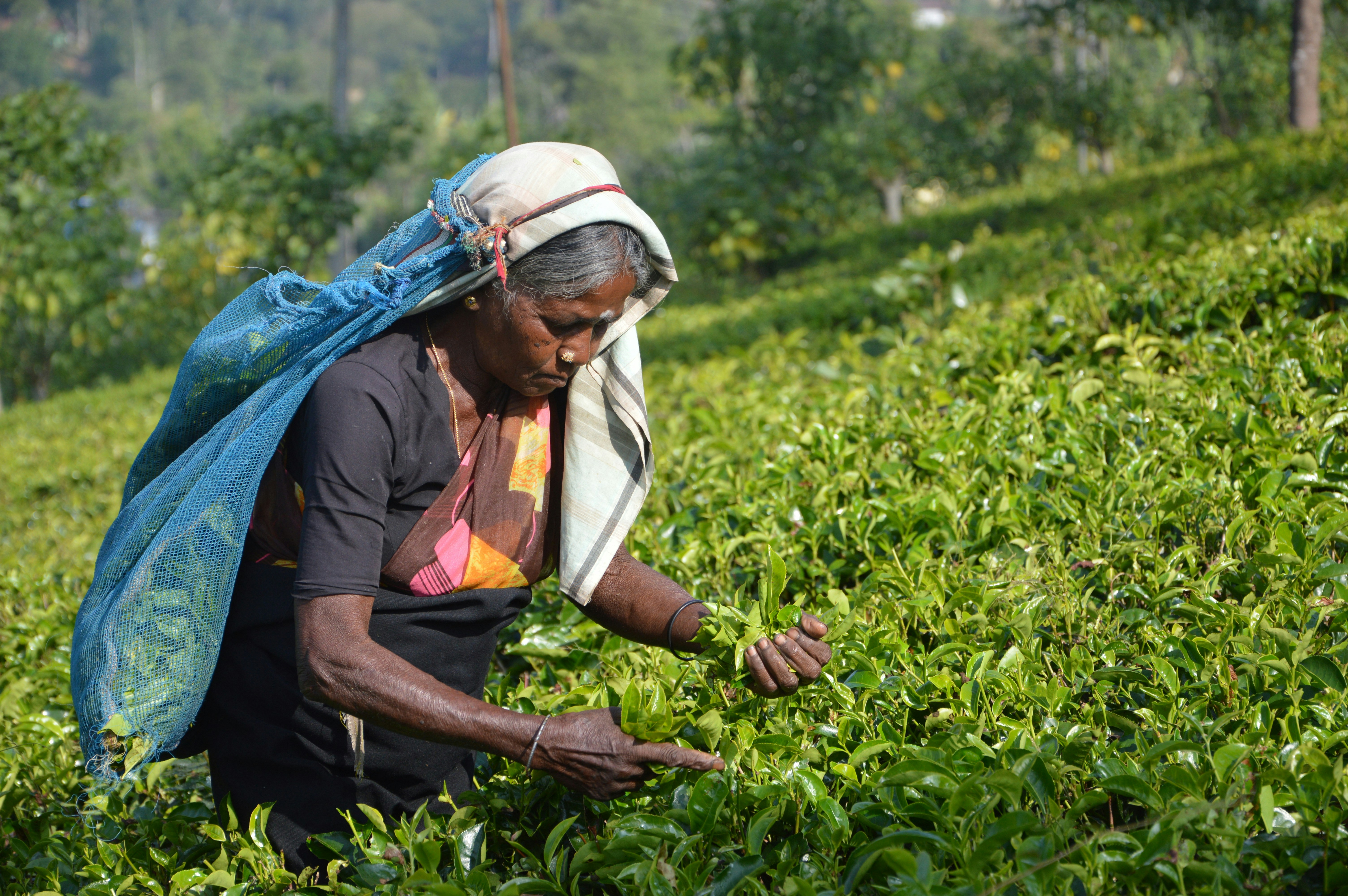 Sri Lanka Tea Plantation