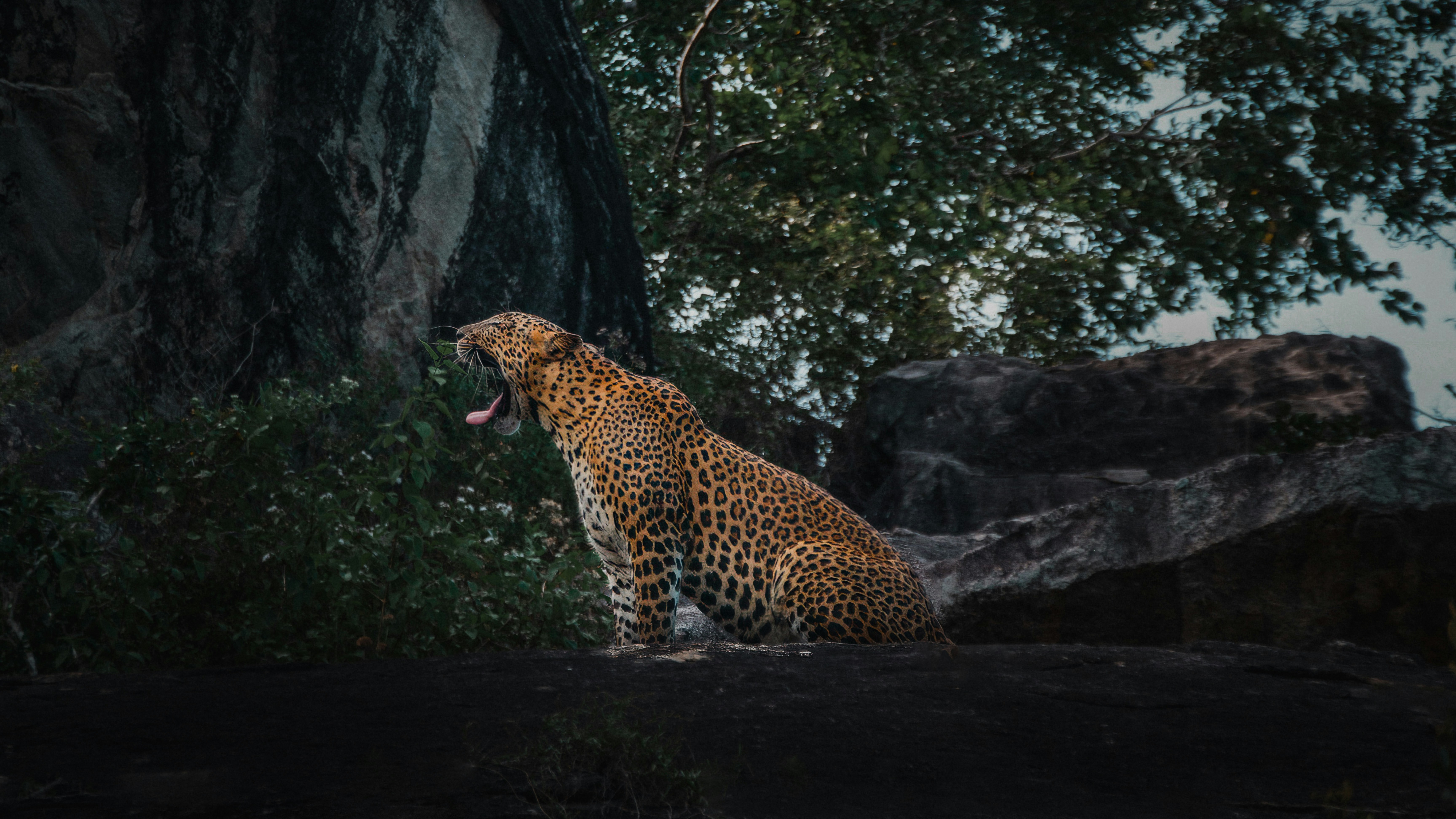 Sri Lanka Wildlife